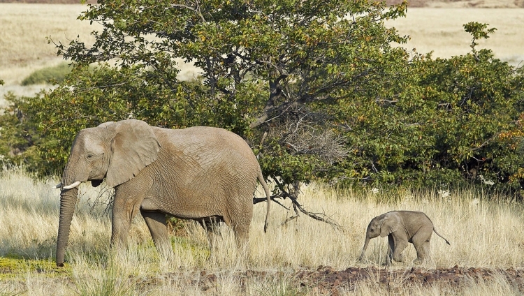 Desert Rhino Camp - Wüsten Elefanten